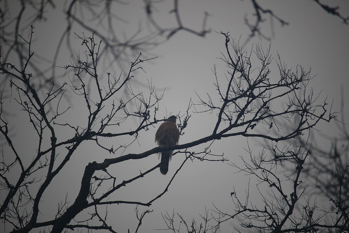 Cooper's Hawk - ML645674185