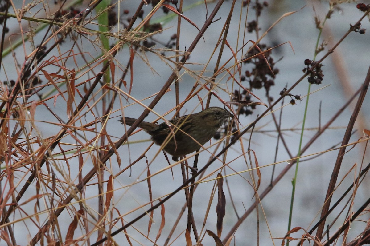 Swamp Sparrow - ML645674186