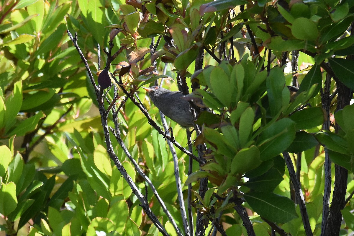 Marmora's Warbler - ML645674187