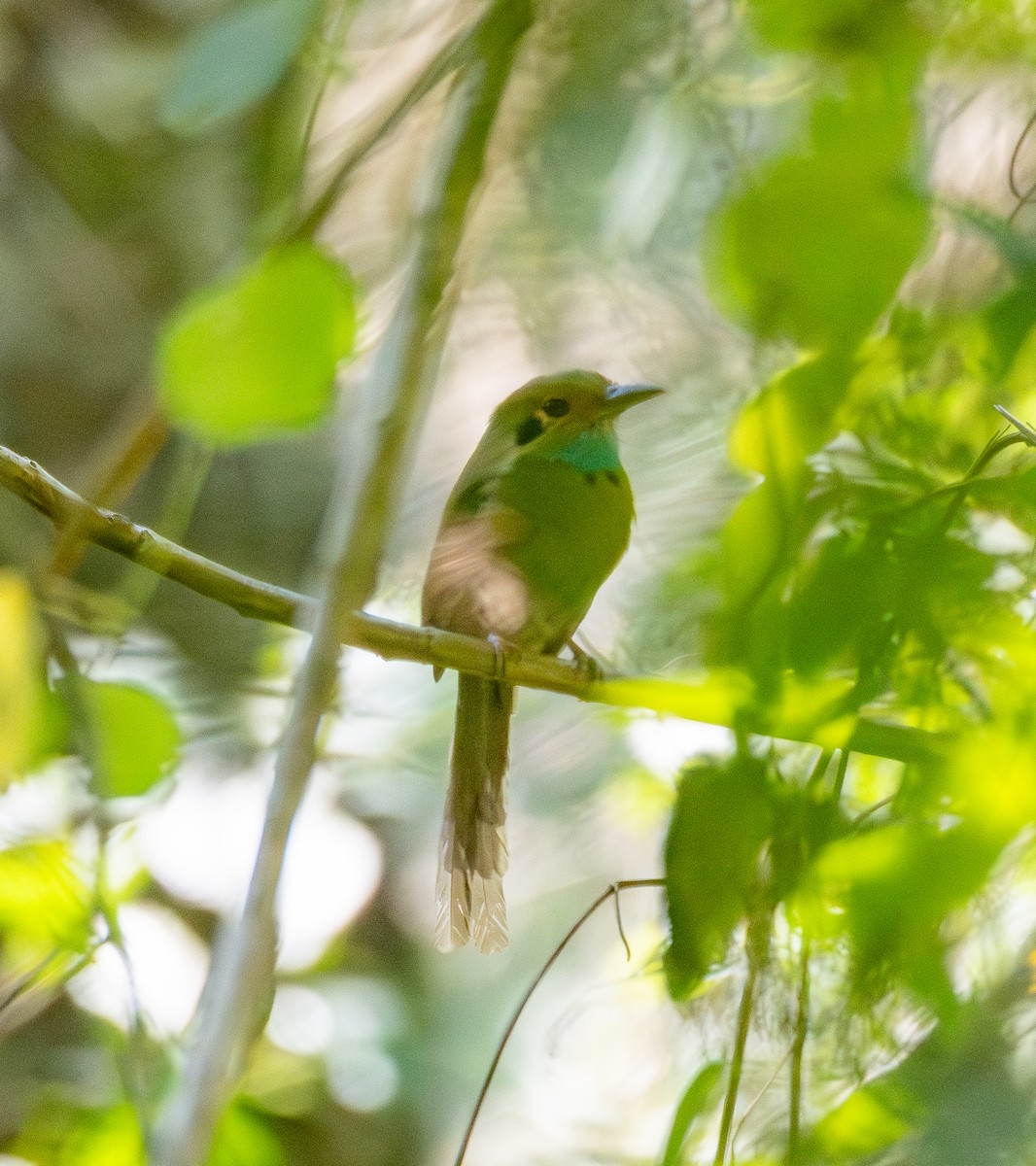 momot modrohrdlý - ML645674200