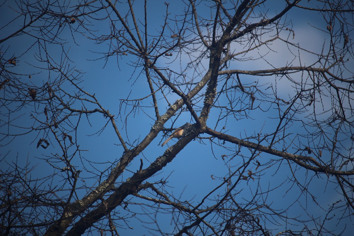 Tufted Titmouse - ML645674203