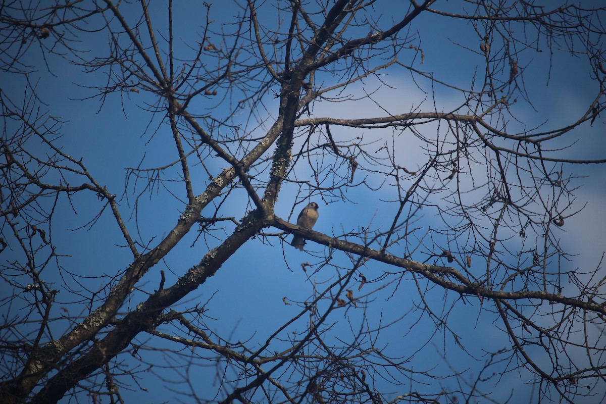 Tufted Titmouse - ML645674204