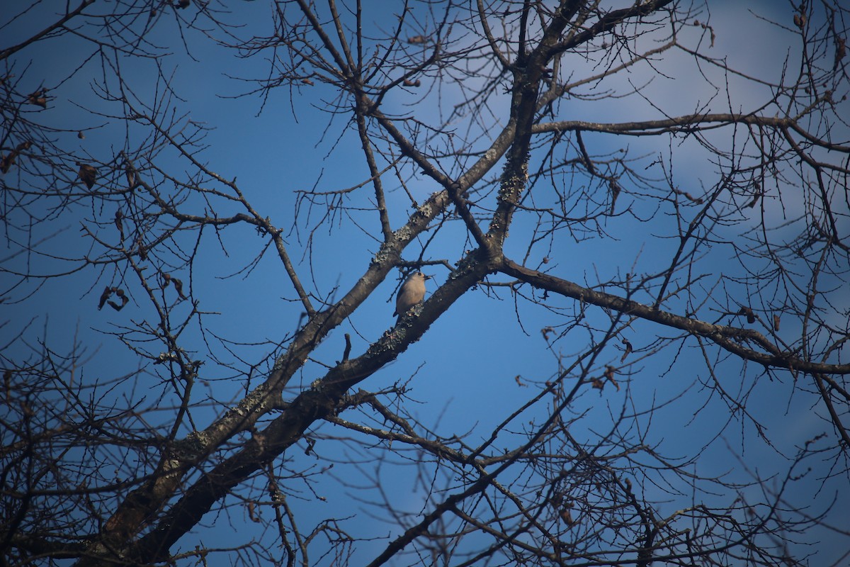 Tufted Titmouse - ML645674205