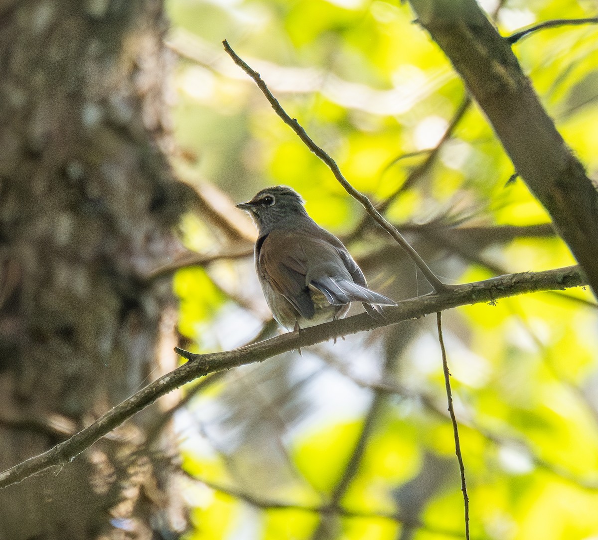 lesňák hnědohřbetý - ML645674225