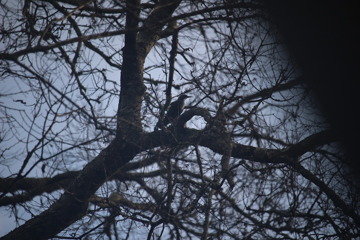 European Starling - ML645674236