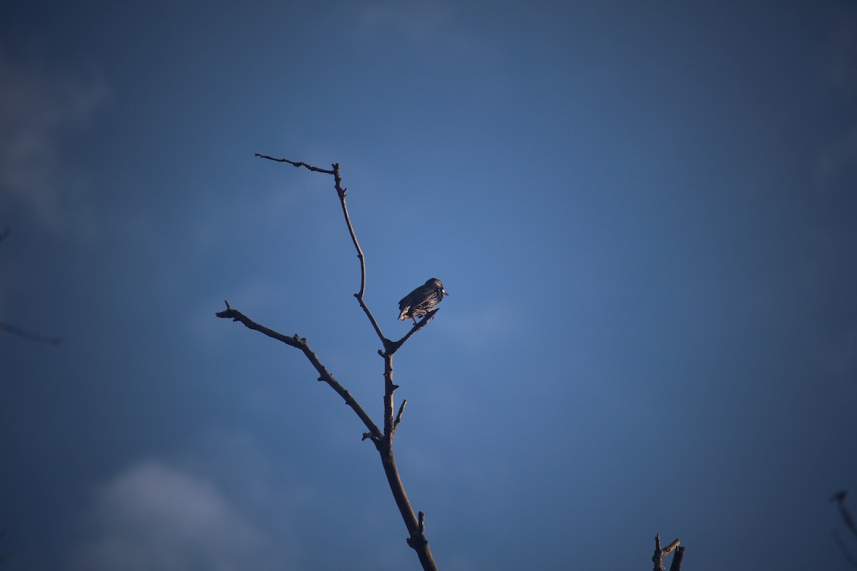 European Starling - ML645674237