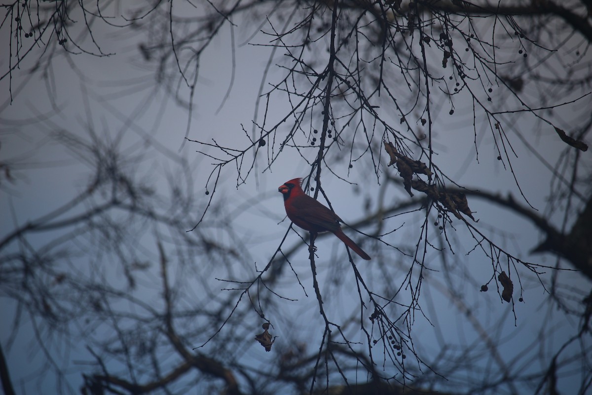 Northern Cardinal - ML645674250
