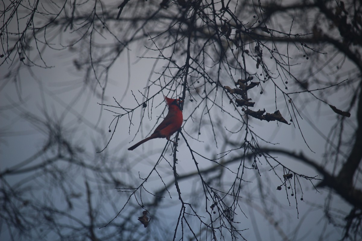 Northern Cardinal - ML645674251