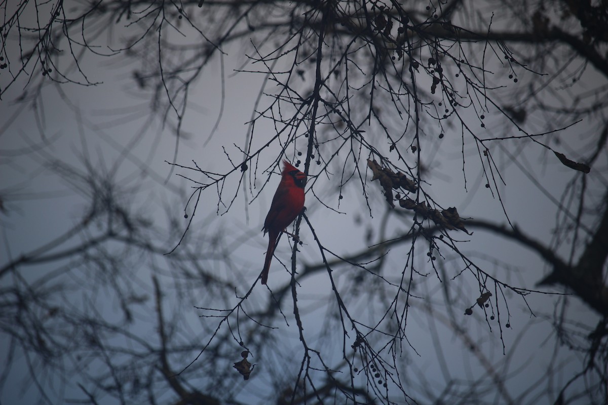 Northern Cardinal - ML645674252