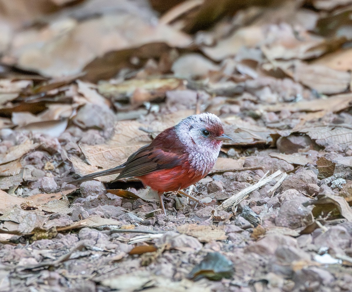 rosenparula - ML645674258