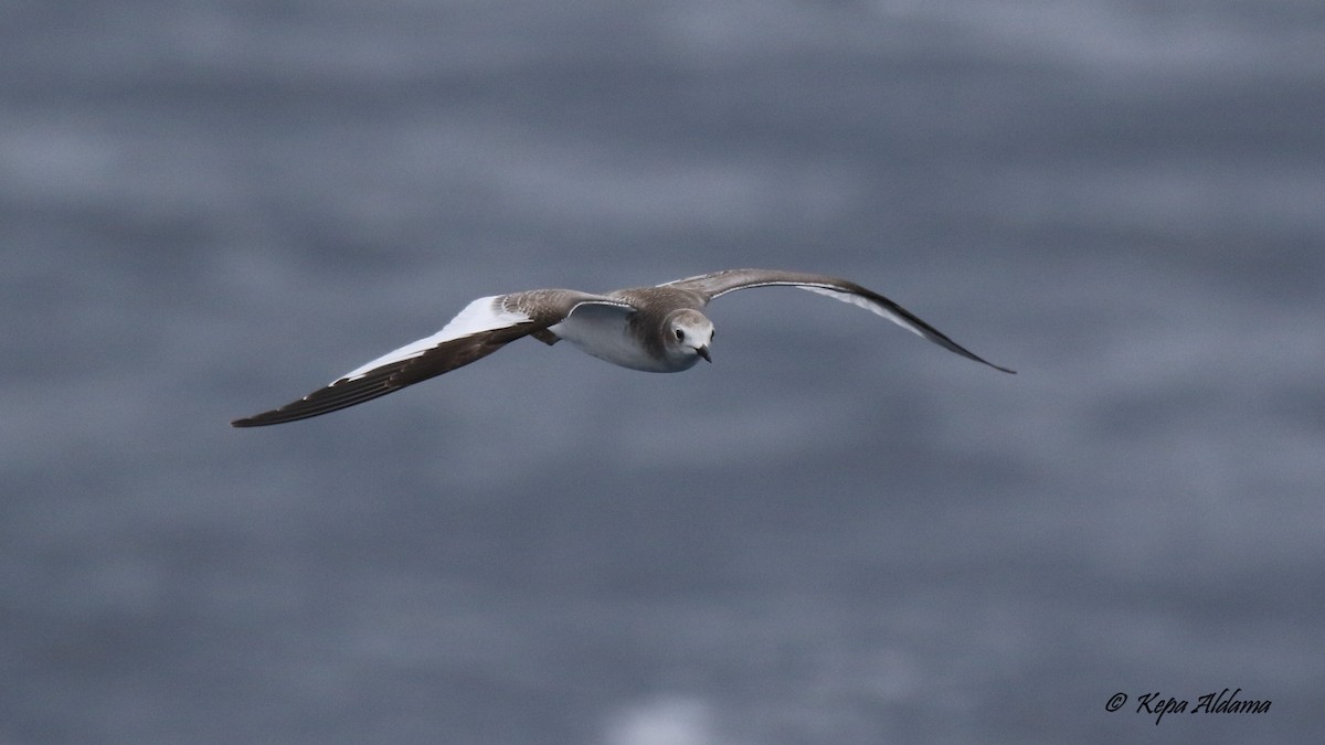Sabine's Gull - ML645674267
