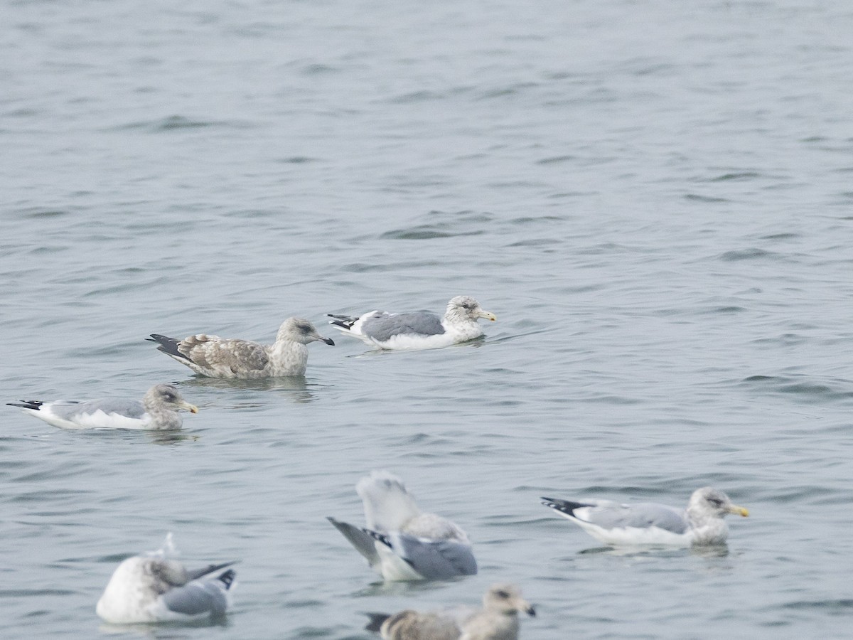 Larus sp. - ML645674275