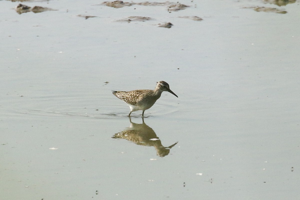 タカブシギ - ML645674280