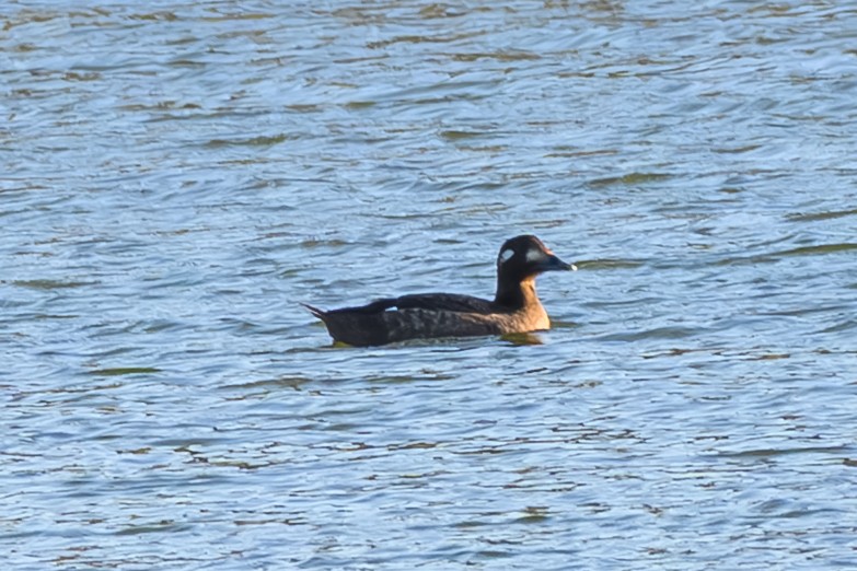 White-winged Scoter - ML645674282