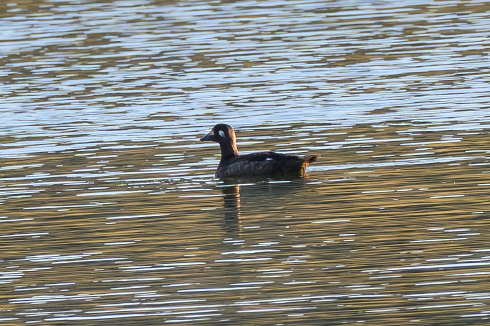 White-winged Scoter - ML645674283