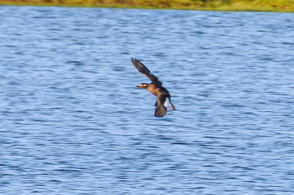 White-winged Scoter - ML645674284