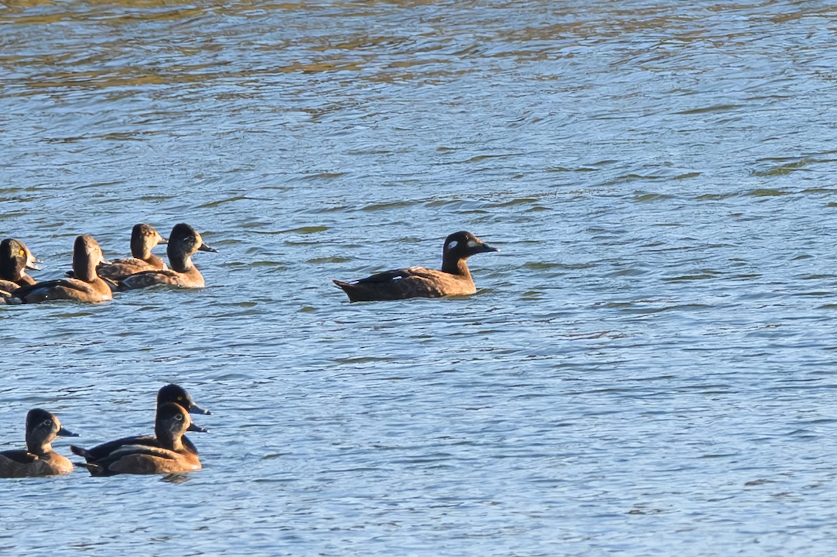 White-winged Scoter - ML645674285