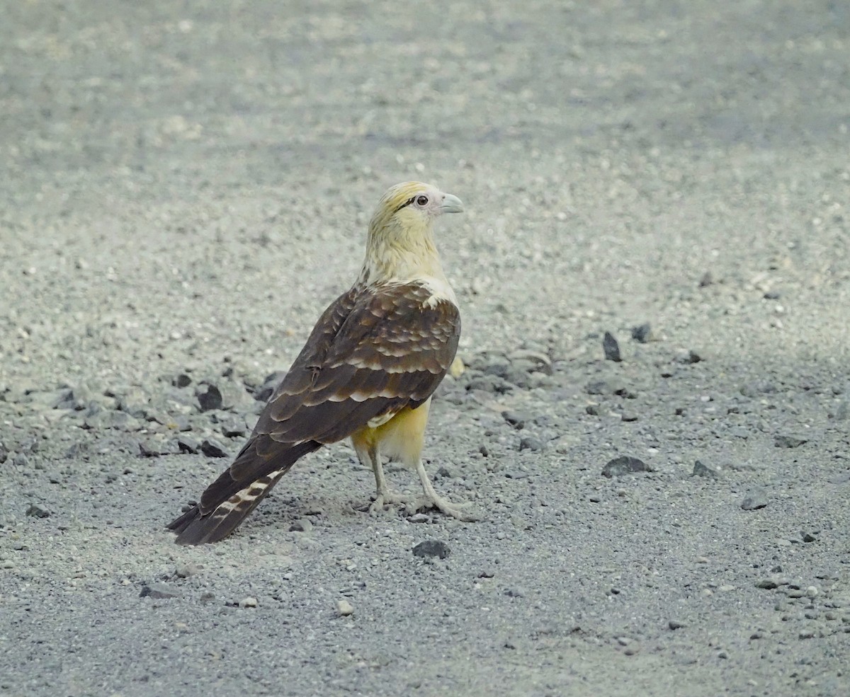 Yellow-headed Caracara - ML645674297