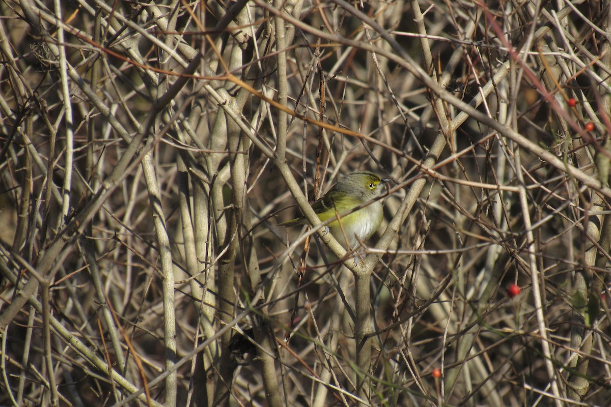 White-eyed Vireo - ML645674326