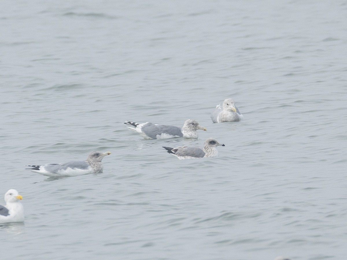 Larus sp. - ML645674342