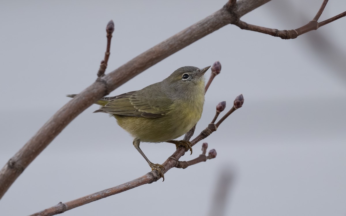 Orange-crowned Warbler - ML645674352