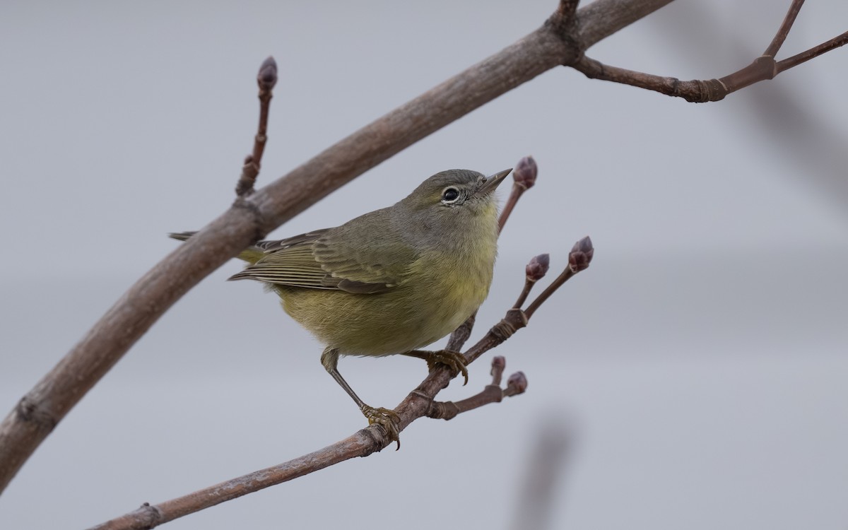 Orange-crowned Warbler - ML645674355