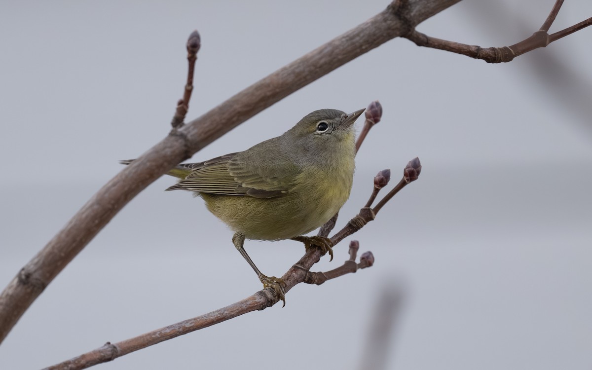 Orange-crowned Warbler - ML645674356