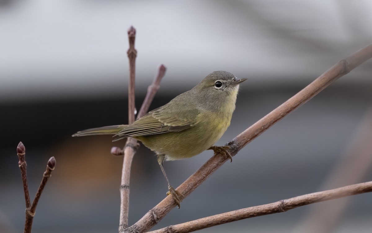 Orange-crowned Warbler - ML645674357