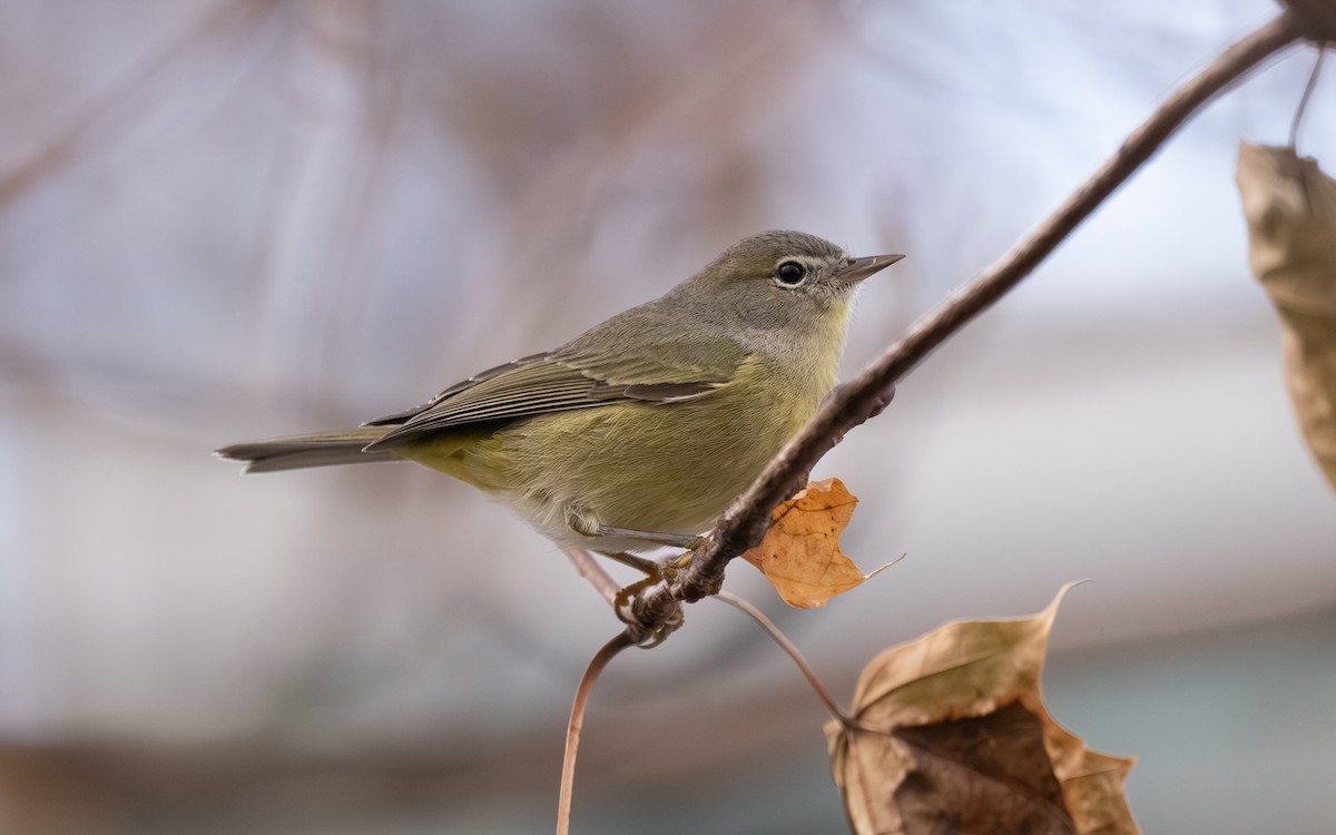 Orange-crowned Warbler - ML645674359