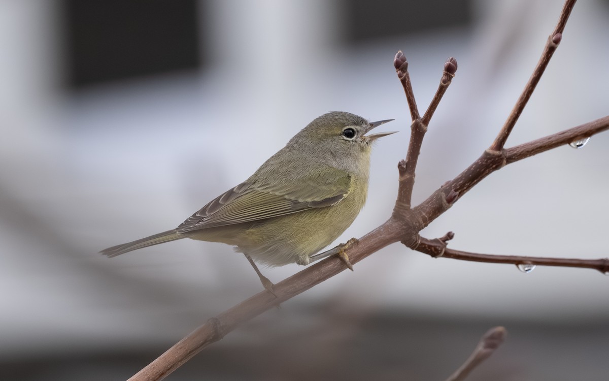 Orange-crowned Warbler - ML645674360