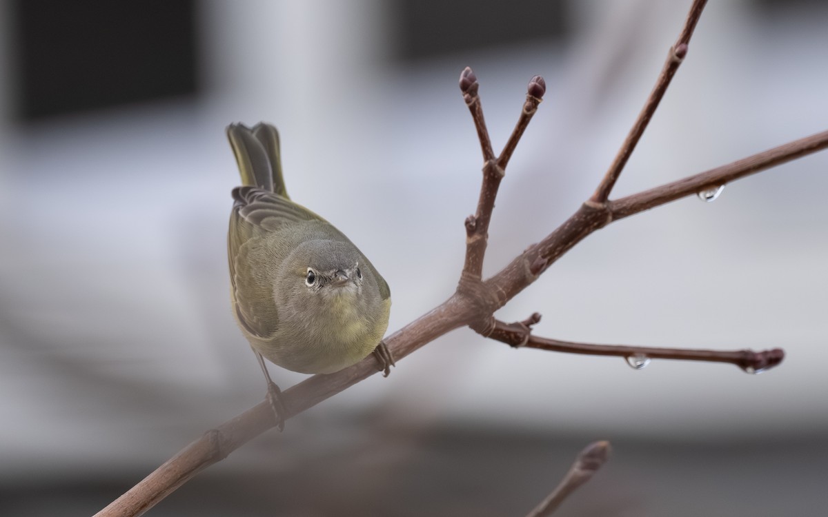 Orange-crowned Warbler - ML645674361