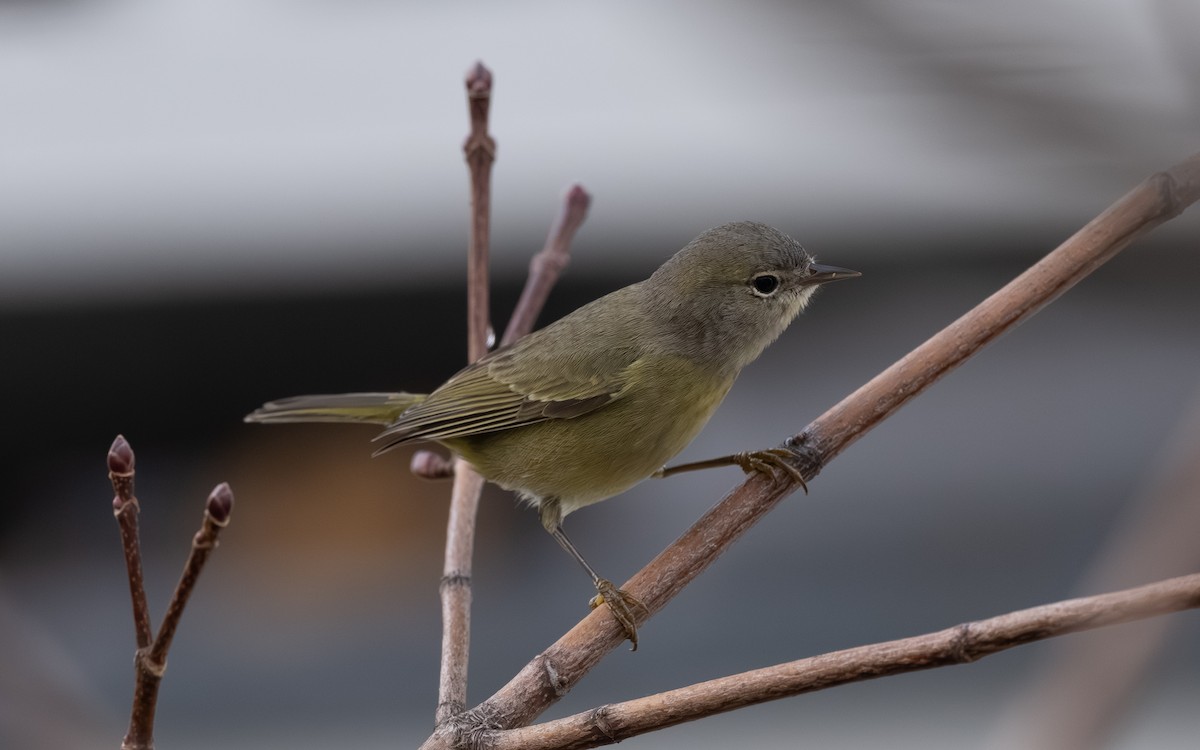 Orange-crowned Warbler - ML645674363