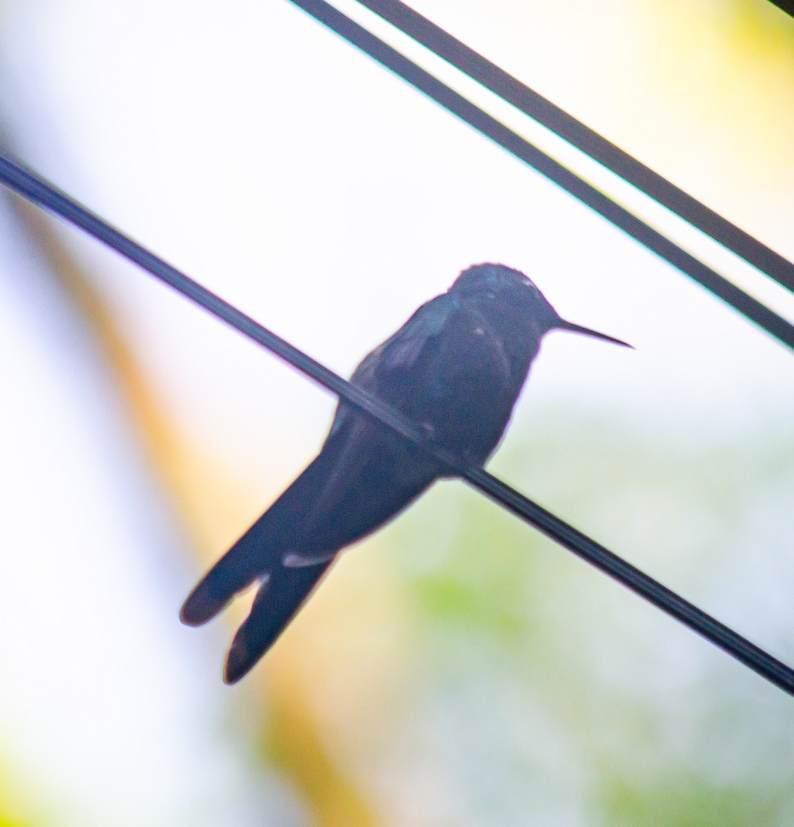 Black Jacobin - ML645674364