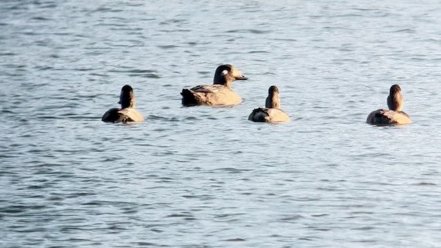 Macreuse à ailes blanches - ML645674371