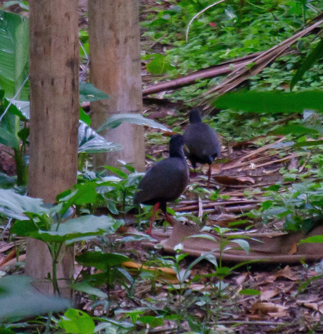 Slaty-breasted Wood-Rail - ML645674372
