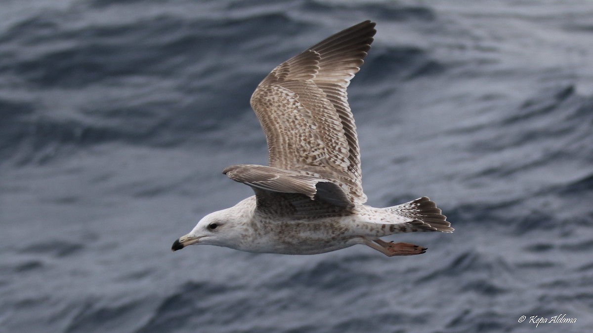 European Herring Gull - ML645674374