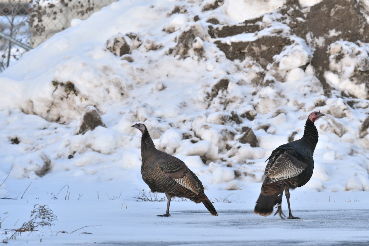 Wild Turkey - ML645674376
