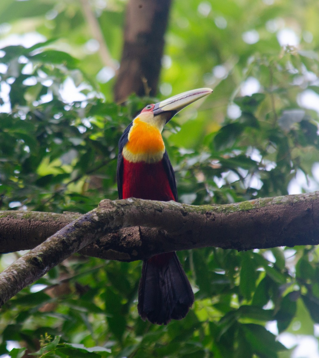 Red-breasted Toucan - ML645674380