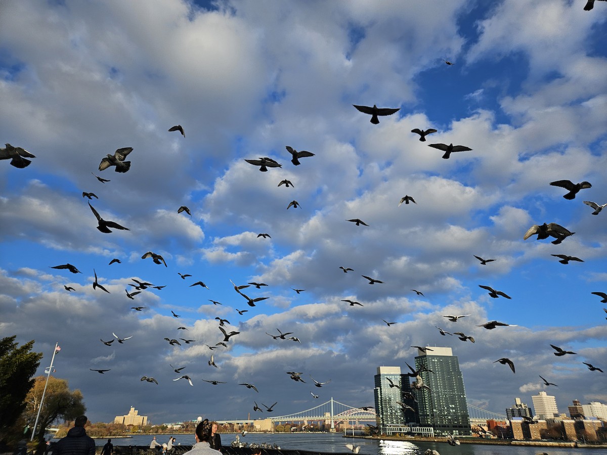 Kaya Güvercini (evcil tip) - ML645674382