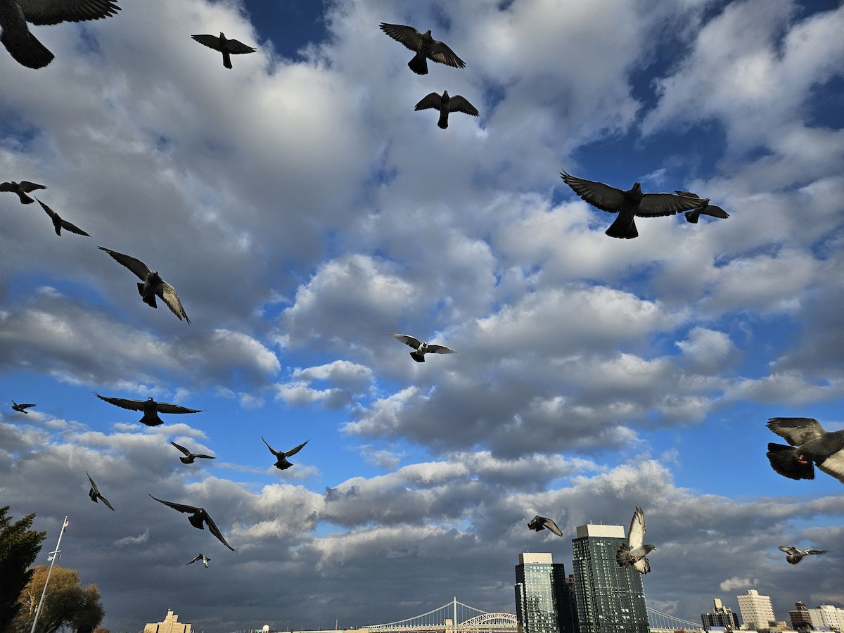 Kaya Güvercini (evcil tip) - ML645674383