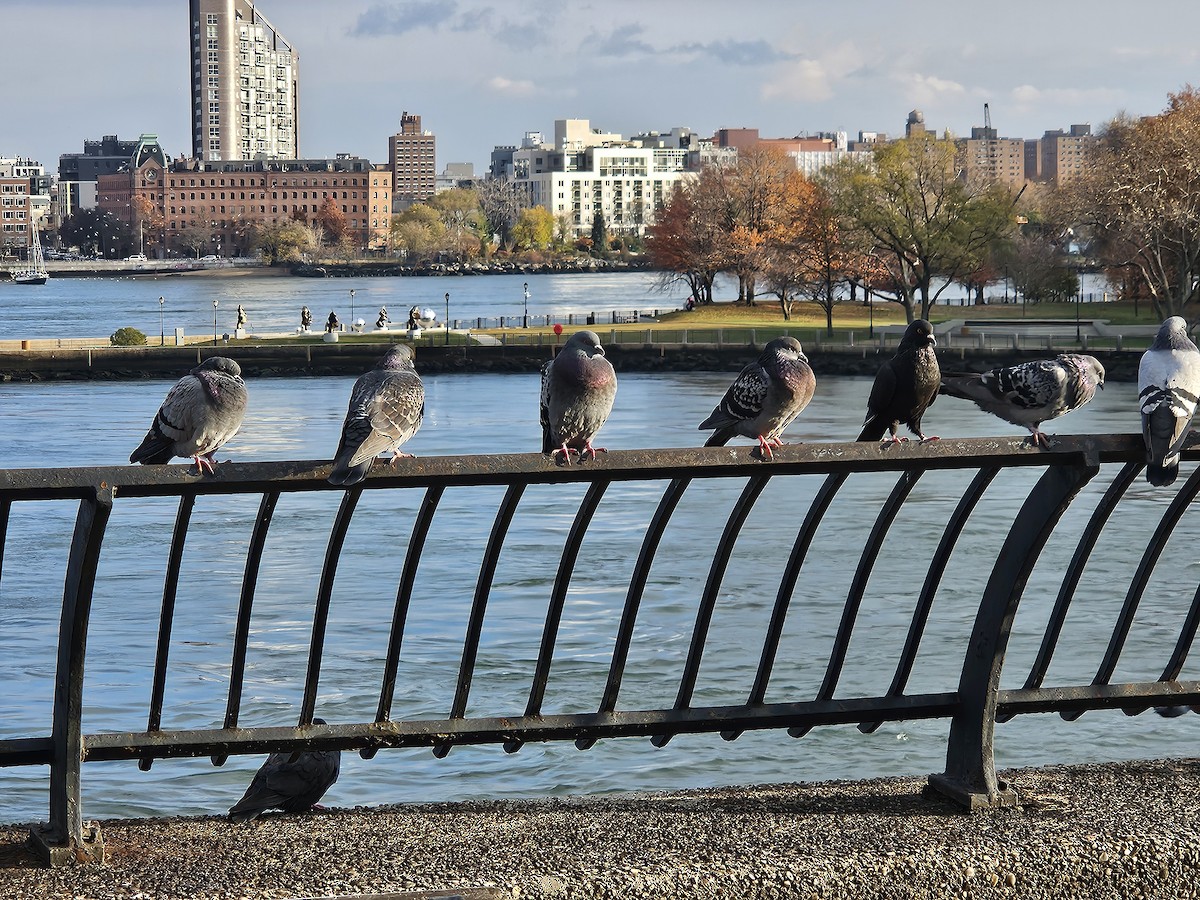 Kaya Güvercini (evcil tip) - ML645674384