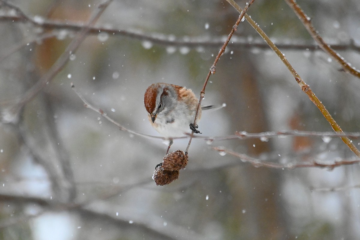 American Tree Sparrow - ML645674387