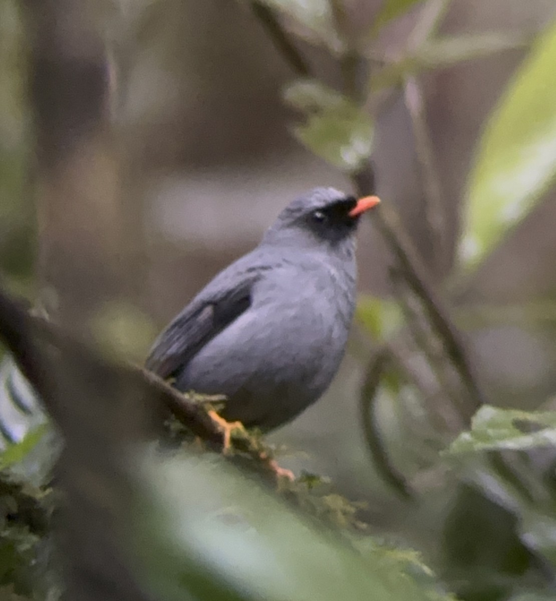 Black-faced Solitaire - ML645674394