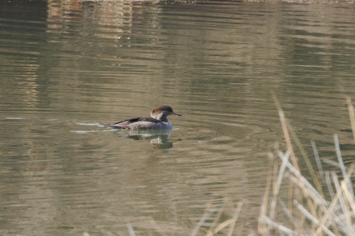 Hooded Merganser - ML645674402