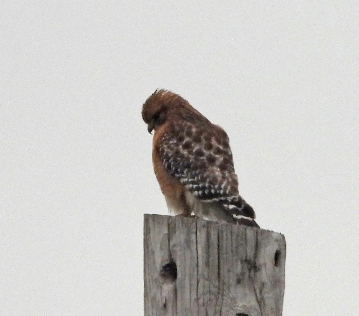Red-shouldered Hawk - ML645674403