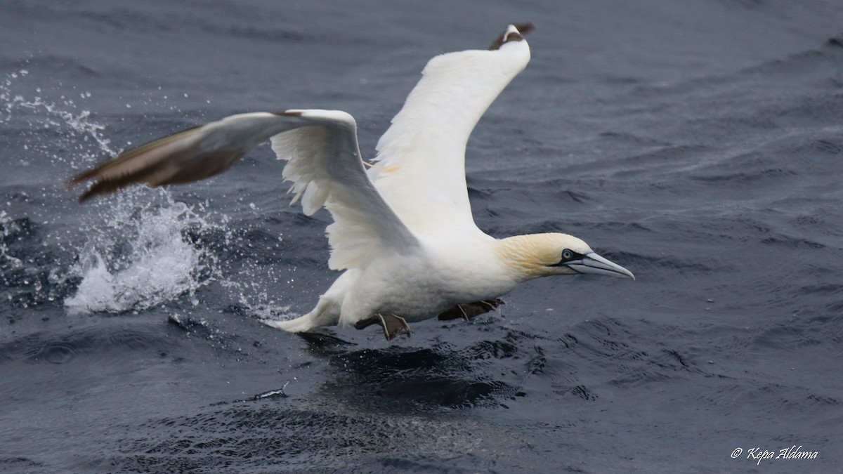 Northern Gannet - ML645674405