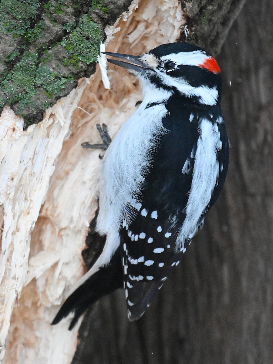 Hairy Woodpecker - ML645674407