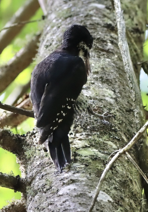 Black-backed Woodpecker - ML645674421