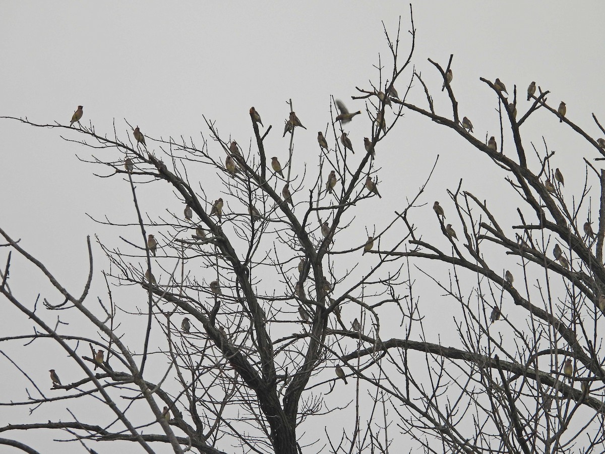 Cedar Waxwing - ML645674431