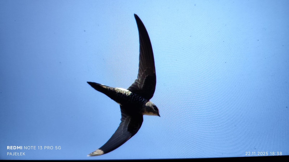 Asya Palmiye Ebabili - ML645674438